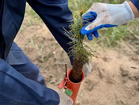 Самарские лесники перевыполнили план весеннего лесовосстановления региона