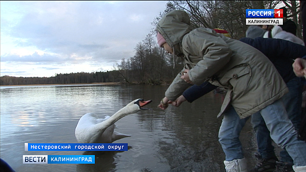 В Калининградской области реализуется необычный экологический проект
