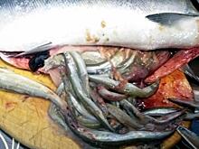 В Корсаковском районе Сахалина рыбак поймал лосось‐матрешку