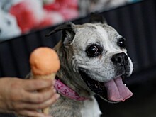 На Сицилии появилось мороженое в честь Трампа