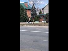 Тащил собаку за шею: костромичи заметили на одной из улиц подозрительного мужчину