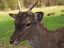Туристы на Байкале спасли раненого косуленка