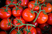 В агрокомплексе «Сунжа» собрали первый урожай томатов