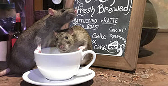 Кафе предложило посетителям попить кофе вместе с крысами