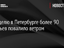 За неделю в Петербурге более 90 деревьев повалило ветром