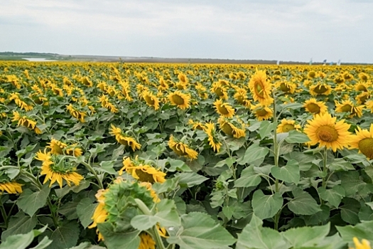 Волгоградские фермеры приступили к сбору подсолнечника и кукурузы