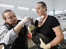 На Кубани назвали фейком слухи о массовой гибели птиц при перевозке