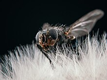 Жители Володарска жалуются на вонь и нашествие мух