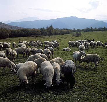 Российский регион получил полмиллиарда рублей на приобретение сельхозтехники