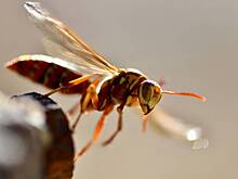 Мужчине без ноги и руки потребовалась эвакуация вертолетом с пляжа из-за укуса осы