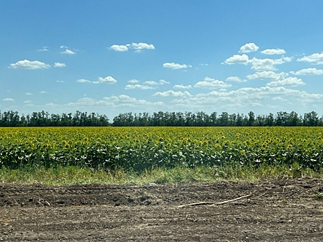 Садоводство – один из  векторов развития и визитная карточка Ставрополья