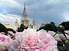 Древнейшие цветы планеты. Рассказываем о сортах пионов