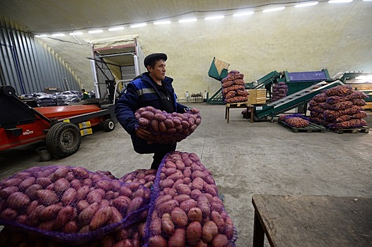 В Белоруссии заявили, что не занимаются реэкспортом картофеля в Россию
