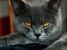 Британские кошки: всё о породе
