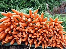 В Удмуртии разработают меры по контролю цен на морковь и капусту