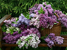 Какую сирень выбрать и где ее лучше посадить