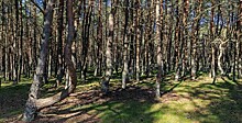 «Танцующий лес» в Калининграде защитят от туристов