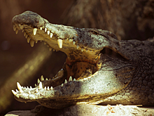 Крокодил Глафира может погибнуть от холода