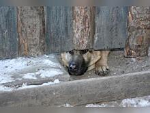 Более 80 случаев укусов собаками зафиксировано в Забайкалье