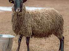 Приметы и поверья на 6 мая: что нельзя делать в Юрьев день