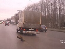 Собака выпрыгнула из "Газели" под колеса машин в Пензе