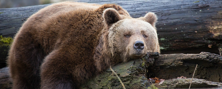 В границах заказника «Озеро Подтеребово» в Клину обнаружили след бурого медведя
