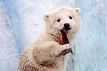 Экспедиция из Сургута на берегу Чукотского моря встретили белого медвежонка