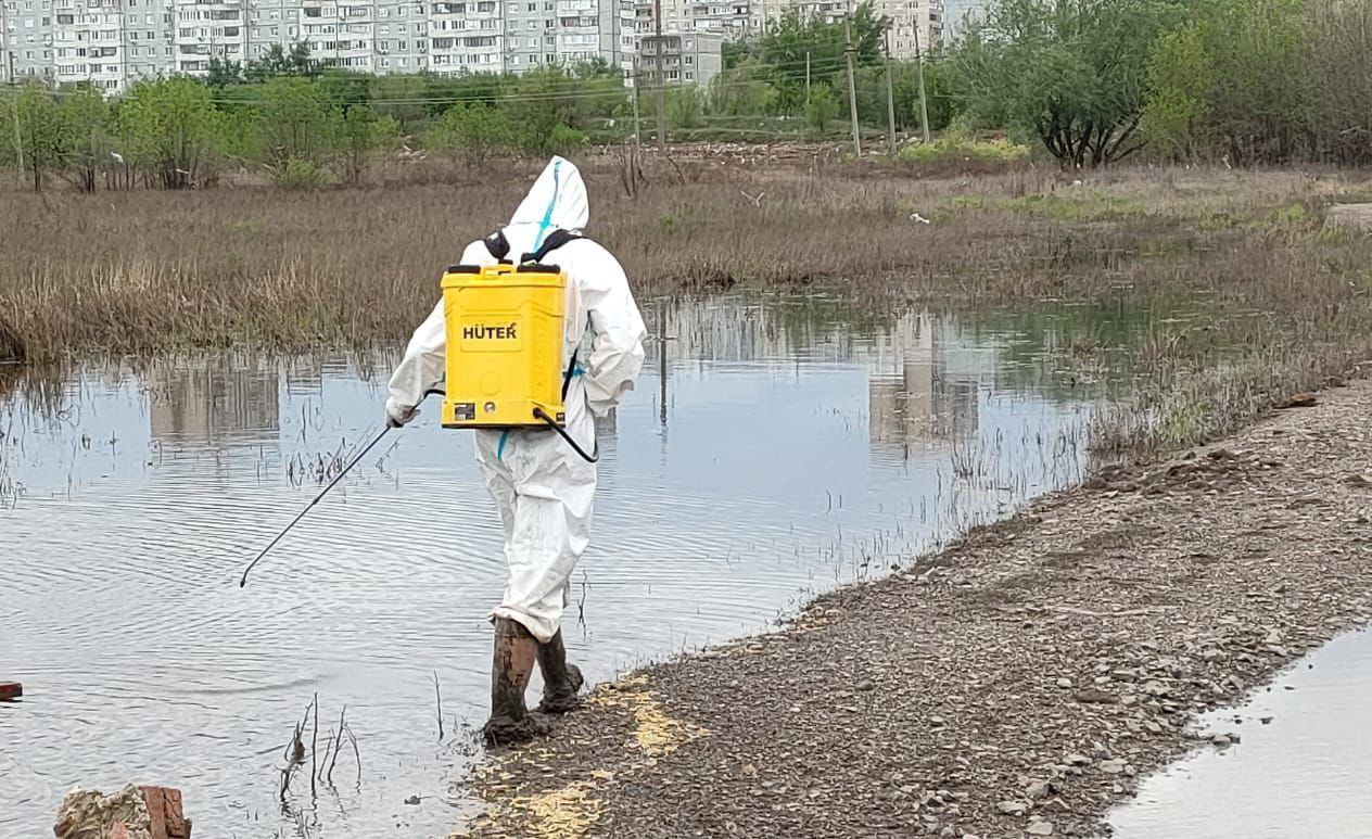 В Оренбурге начали травить комаров