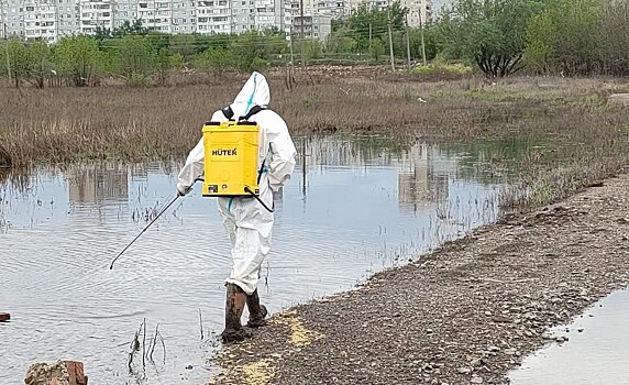 В Оренбурге начали травить комаров