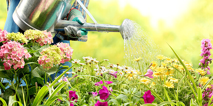 Как правильно поливать огород в жару: советы агронома
