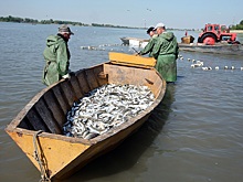 Приморские рыбаки просят отложить второй этап инвестиционных квот