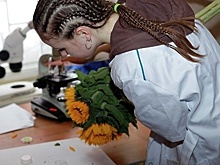 В Подмосковье уничтожили зараженную партию цветов гелиантуса из Израиля