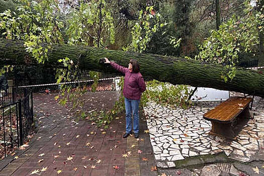 В Сочи упал 130-летний ликвидамбр из исторической аллеи Дендрария