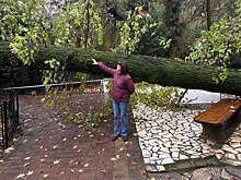 В Сочи упал 130-летний ликвидамбр из исторической аллеи Дендрария
