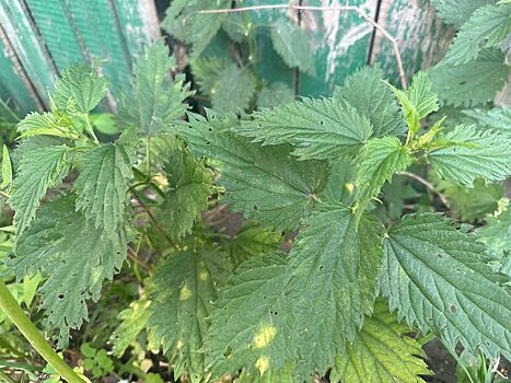 Костромич пытался избежать уголовного наказания с помощью крапивы