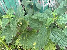 Костромич пытался избежать уголовного наказания с помощью крапивы