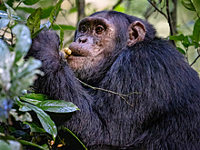 Шимпанзе научились использовать растения как лекарства — и это может помочь людям