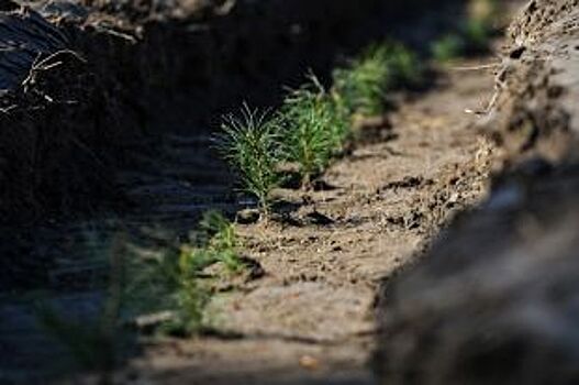 Ярославцы разобьют сад памяти известного фотографа Владимира Скорикова