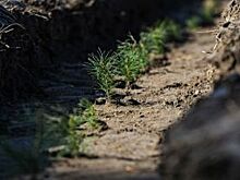 Ярославцы разобьют сад памяти известного фотографа Владимира Скорикова