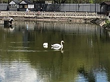 Ромео и Джульетта в Лианозовском парке наслаждаются водной прогулкой