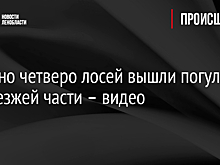 В Янино четверо лосей вышли погулять к проезжей части – видео