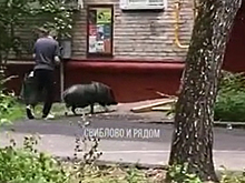 Гуляющая в московском дворе свинья попала на видео