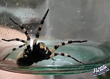 В Ростовской области в 2024 году может увеличиться количество ядовитых пауков-каракуртов