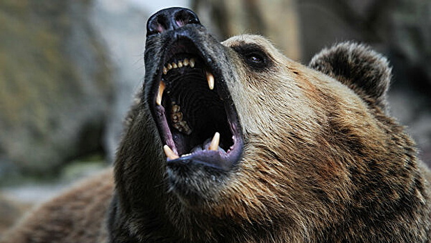 Медведи загрызли зашедшего в вольер мальчика в Сочи