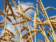 Минсельхоз США уволил сотрудников из Китая, России, Ирана и КНДР