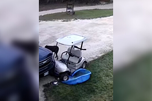 Собака угнала машину для гольфа и врезалась во внедорожник хозяйки