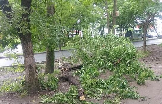 Во Владивостоке посчитали количество упавших во время тайфуна деревьев (фото)