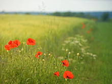 Синоптики рассказали, когда в Самарской области потеплеет