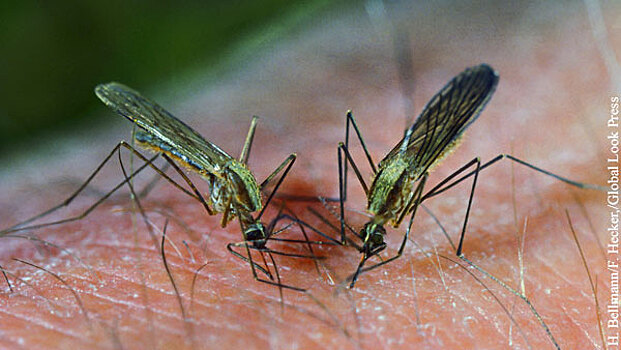 Энтомолог предложил способ борьбы с нашествием комаров