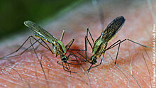 Энтомолог предложил способ борьбы с нашествием комаров